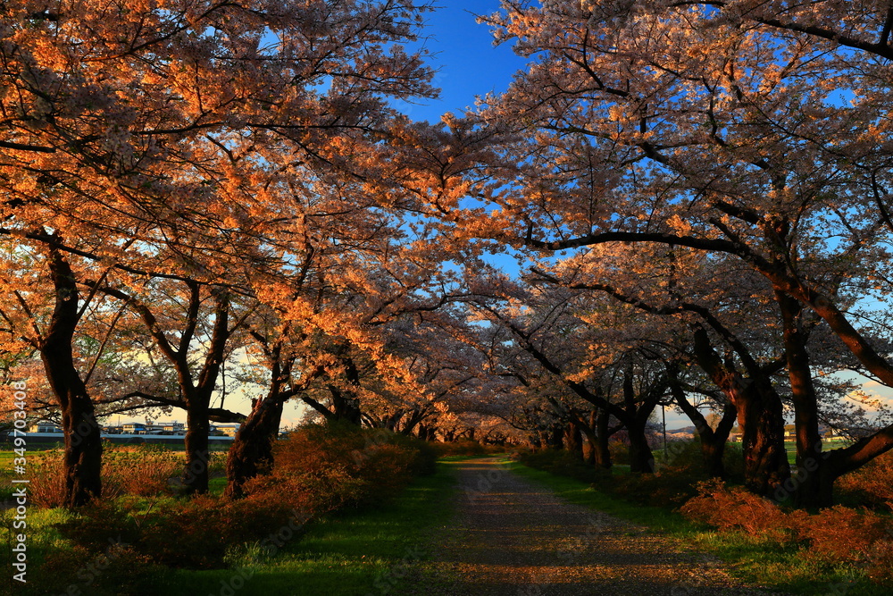 夕焼けの桜並木