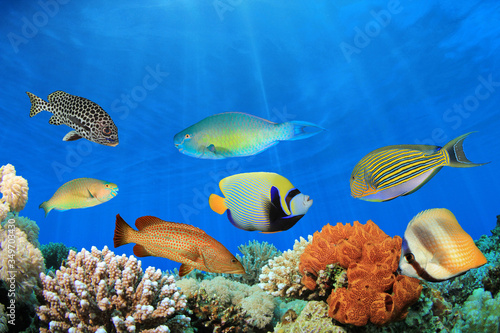 Underwater coral reef and fish in ocean 