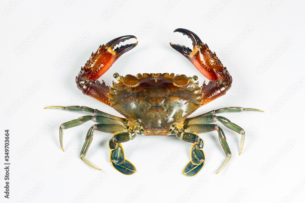 Obraz Photo spiny claw (swiming crab) habitat on white background