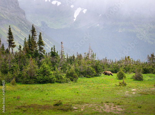 Grizzly in Glacier Park 1 photo