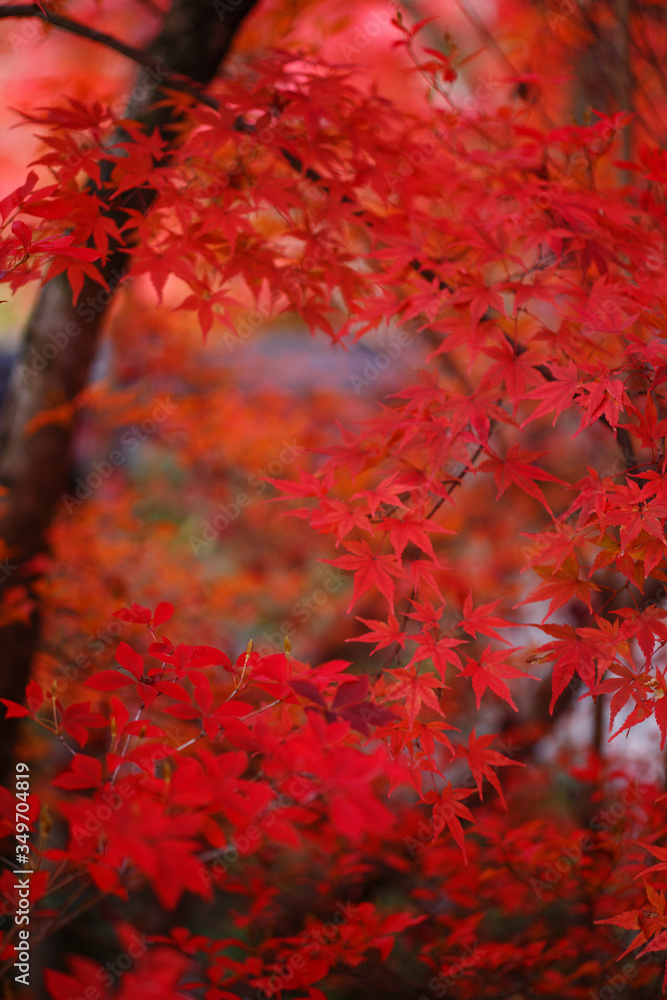 紅葉 紅葉