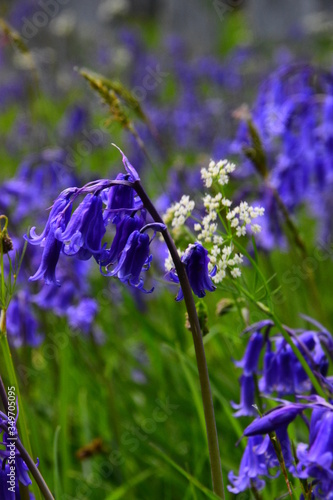 blue bells buety photo