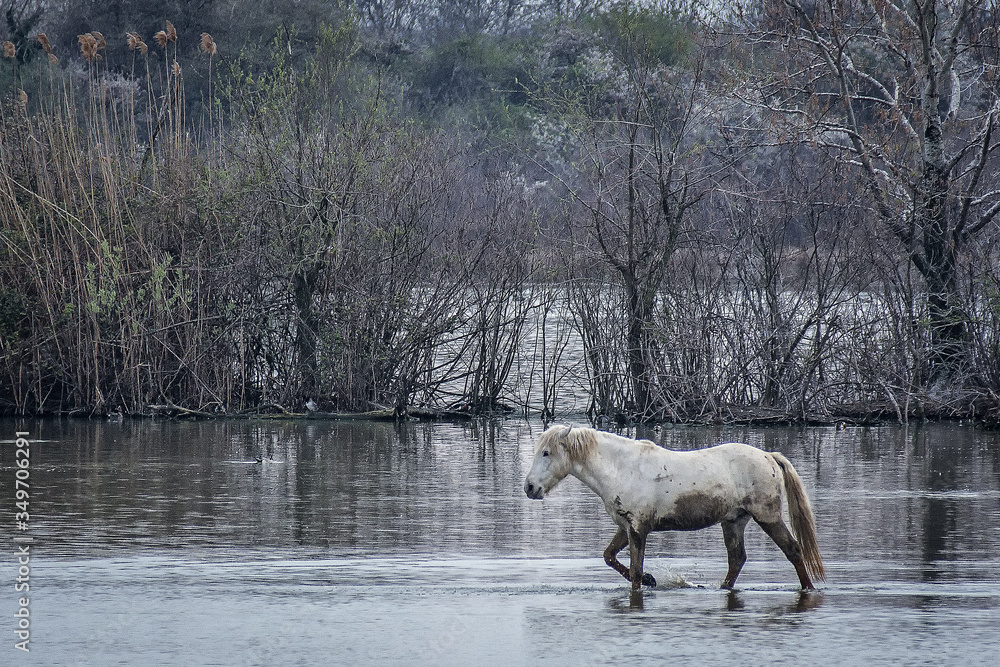 Camargue horse walks muddy in the water Camargue horse walks muddy in the water