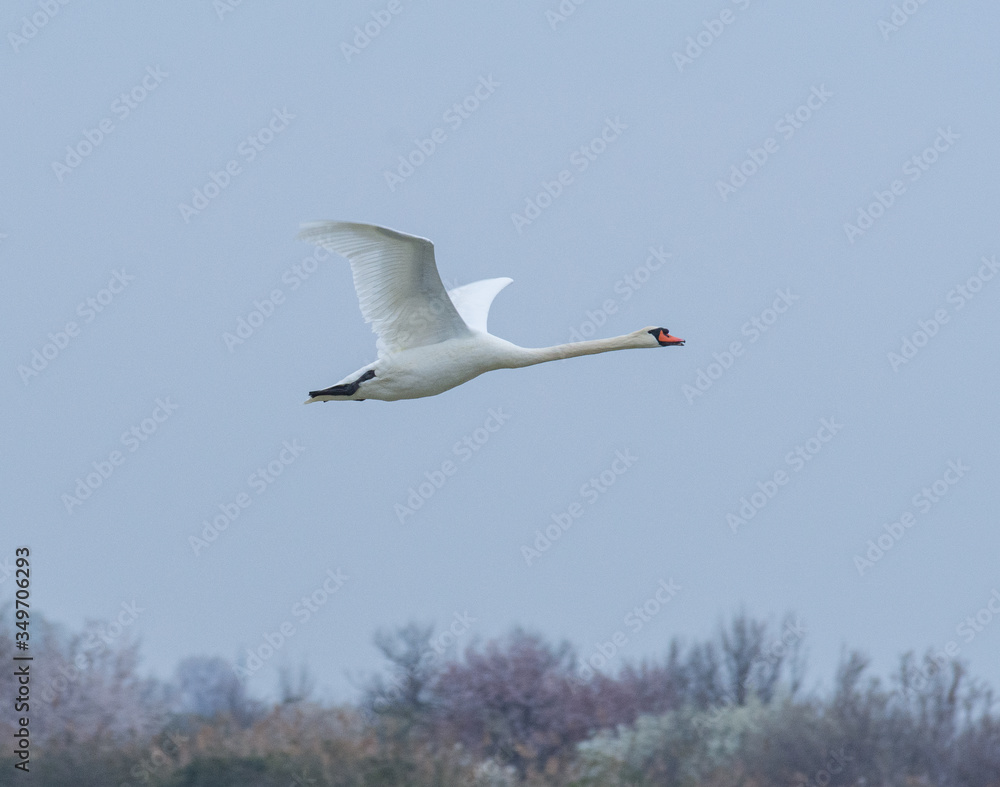 Fototapeta premium Mute swan flying in the blue sky in Italy