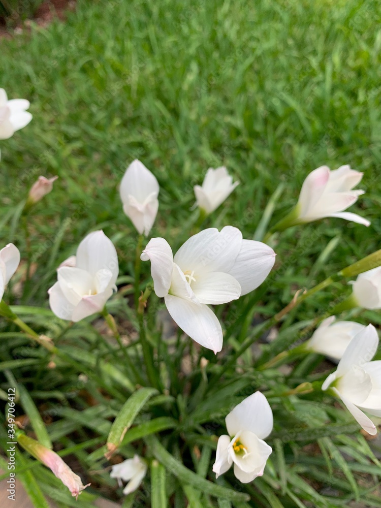 white flowers in the garden