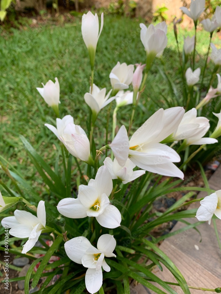 white flowers in the garden white flowers in the garden