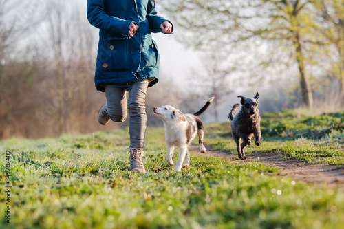 Photography woman walks with cute small dogs outdoors