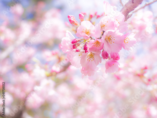 桜 cherryblossom
