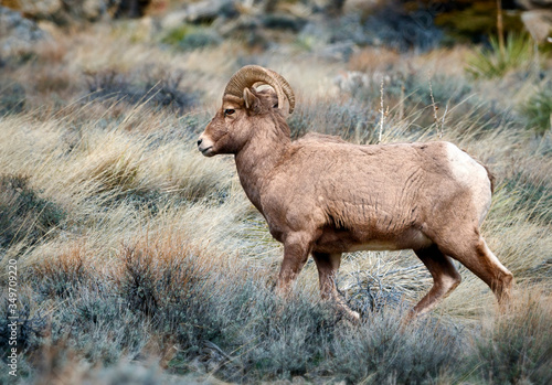 Obraz na plátne Winter Bighorn Ram 9