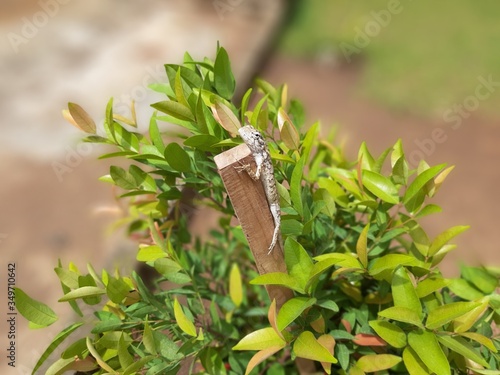 The lizard on the tree