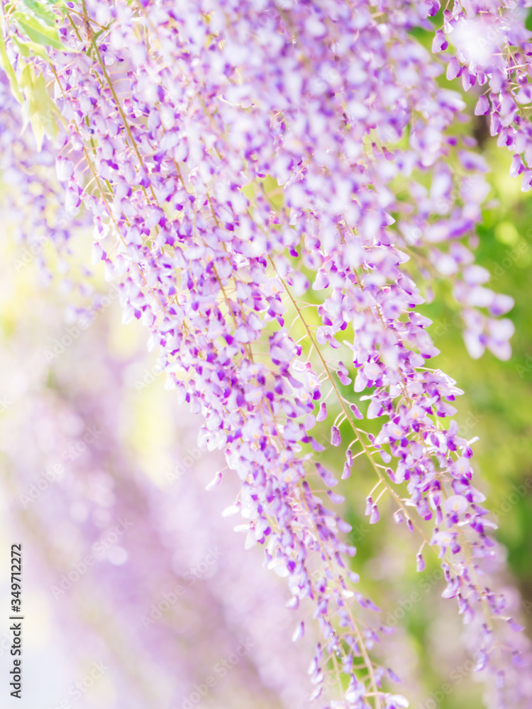 Obraz premium 藤 Wisteria 