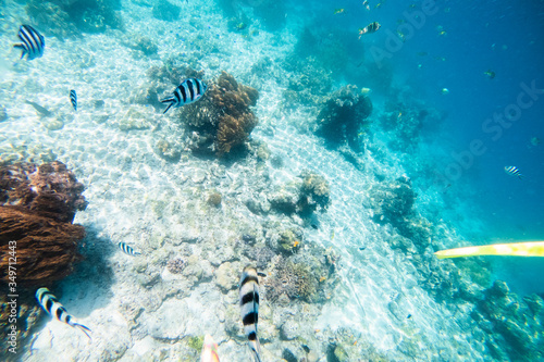 Underwater Scenery Of Mabul Island,Malaysia.