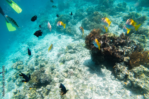 Fototapeta Naklejka Na Ścianę i Meble -  Underwater Scenery Of Mabul Island,Malaysia.