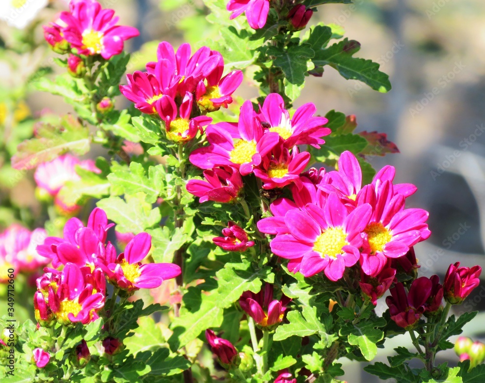 日本の田舎の風景　11月　畑の小菊