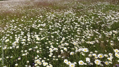 Wallpaper Mural View from above and flying over a wild chamomile field in the mountains of Montenegro. Torontodigital.ca