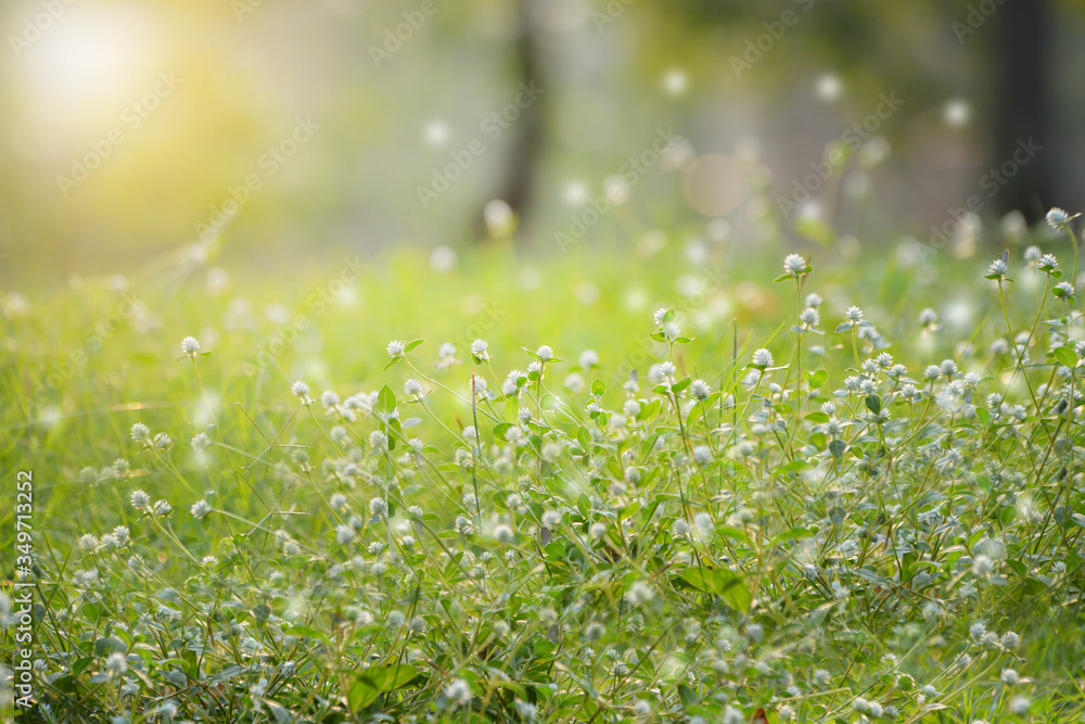 Fototapeta premium green grass and sun
