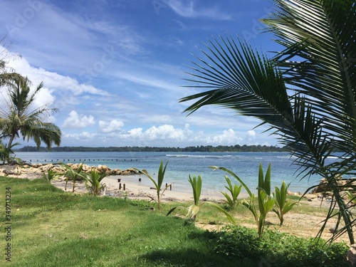 palm trees on the beach