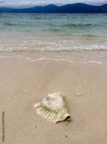 shell on the beach