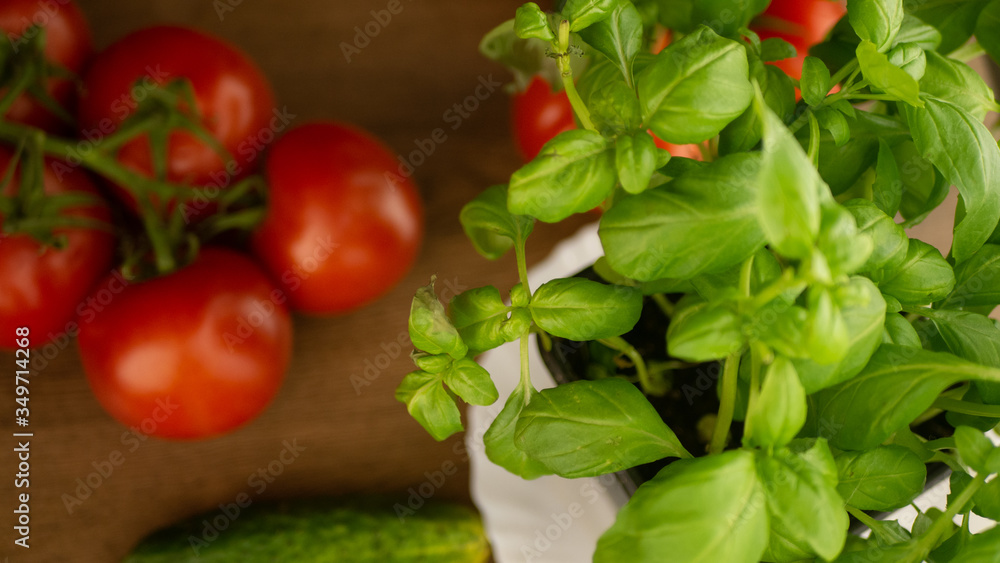 Vegetables. Tomatoes and cucumbers with basil. Ready free entry space
Vegetables. Tomatoes and cucumbers with basil. Ready free entry space