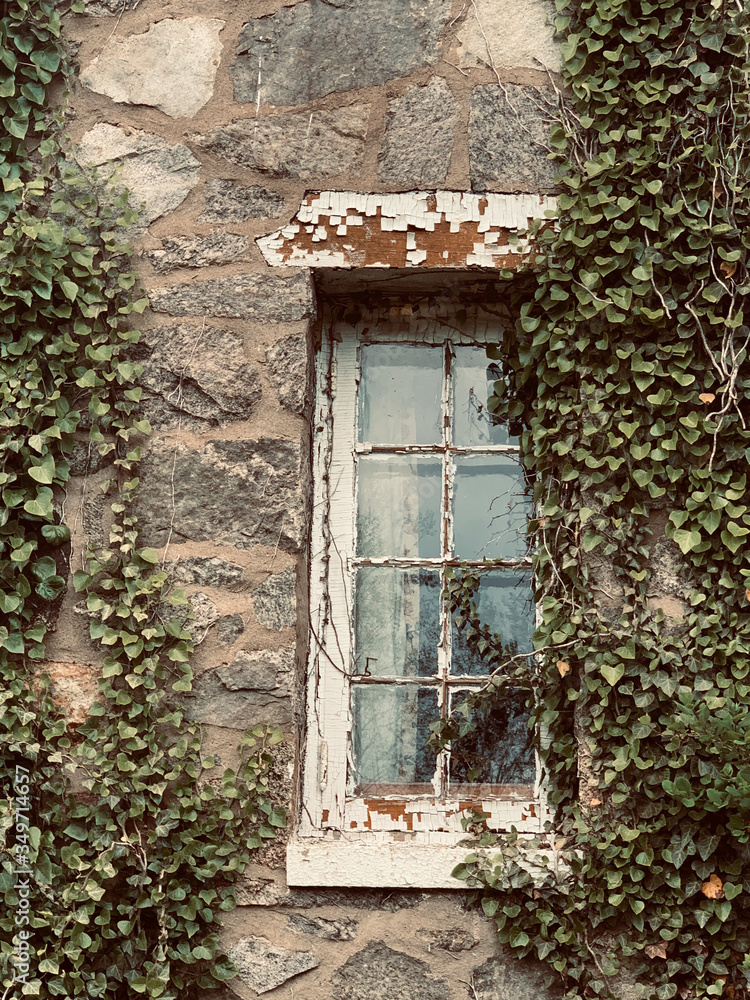 old window with ivy