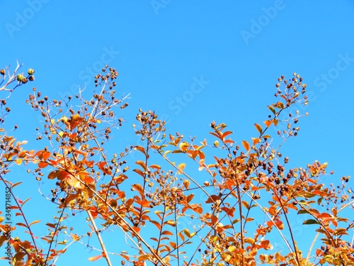 日本の田舎の風景 11月 紅葉と青空とうろこ雲 サルスベリ