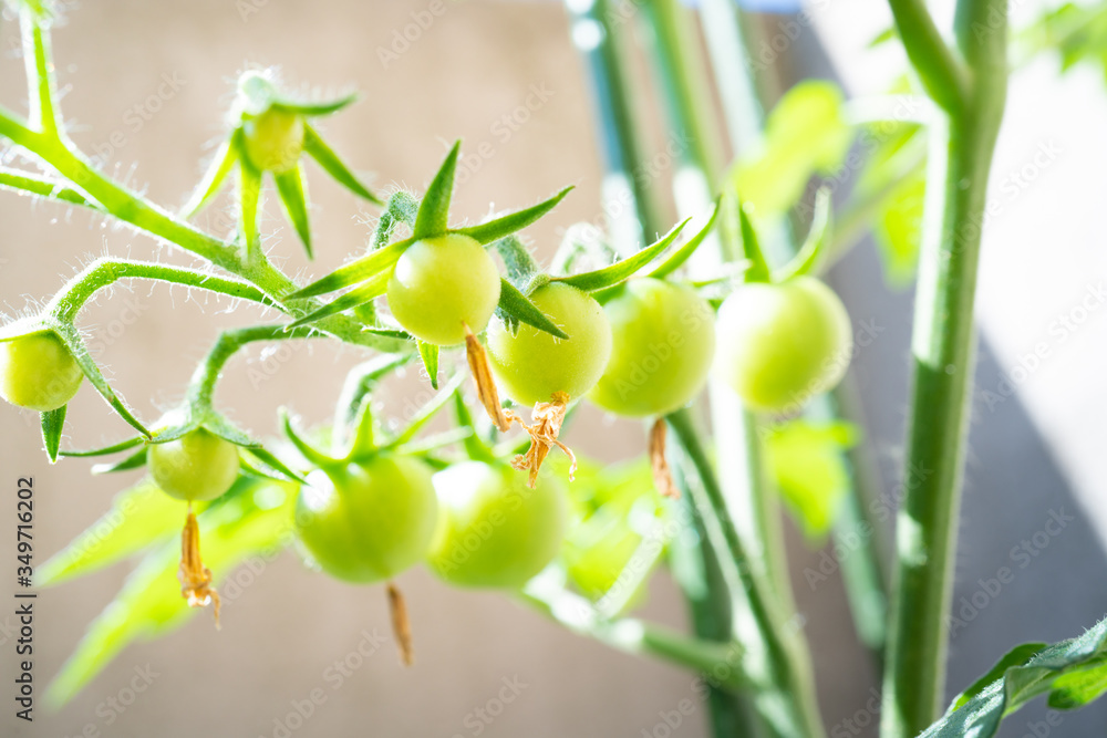 ミニトマト 成長過程 Stock 写真 | Adobe Stock
