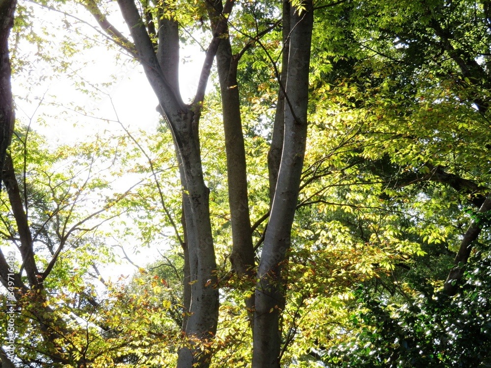 Fototapeta premium 日本の田舎の風景 11月 黄葉と木漏れ日