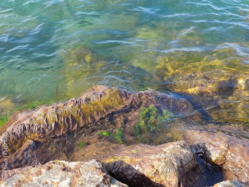 grass in the lake