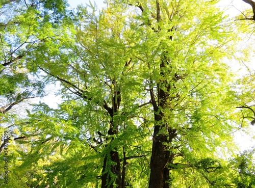 日本の田舎の風景 11月 銀杏の木漏れ日