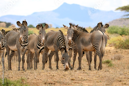 Grevy s zebras