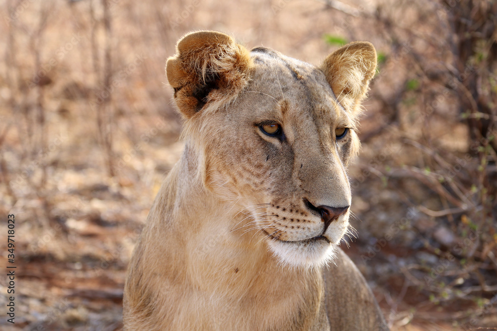 Fototapeta premium lioness