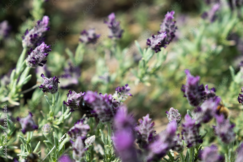 Obraz premium Lavender and Bees