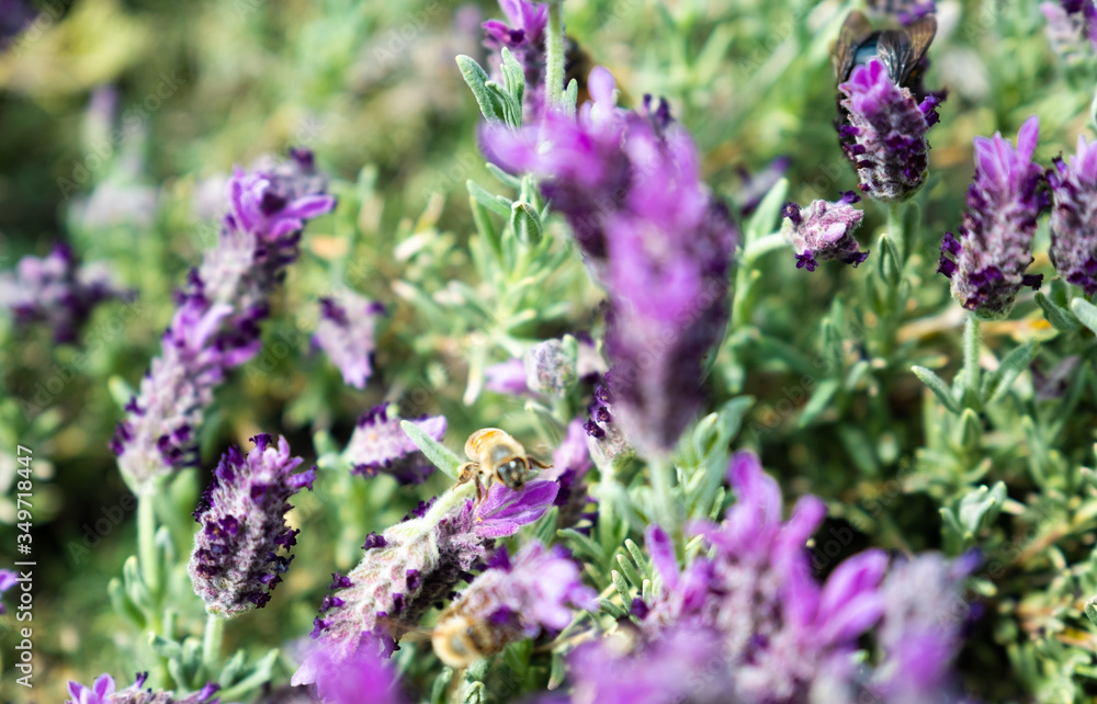 Fototapeta premium Lavender and Bees