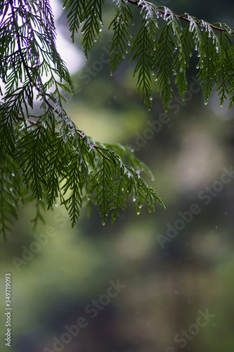 rain drops on the branches of a tree