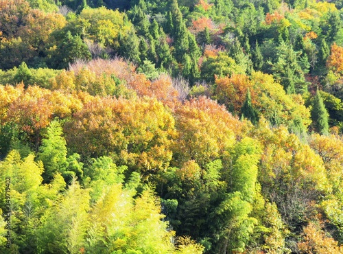 日本の田舎の風景 11月 黄葉 山の木々