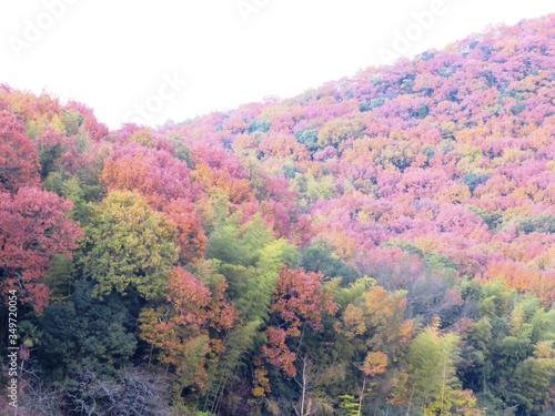 日本の田舎の風景 11月 紅葉した山の夕景 