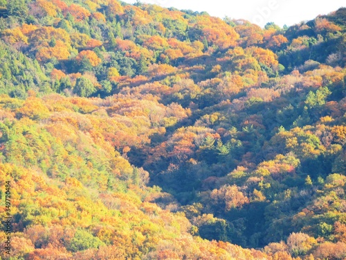 日本の田舎の風景　11月　黄葉と夕陽　山の木々 © 史恵 堤
