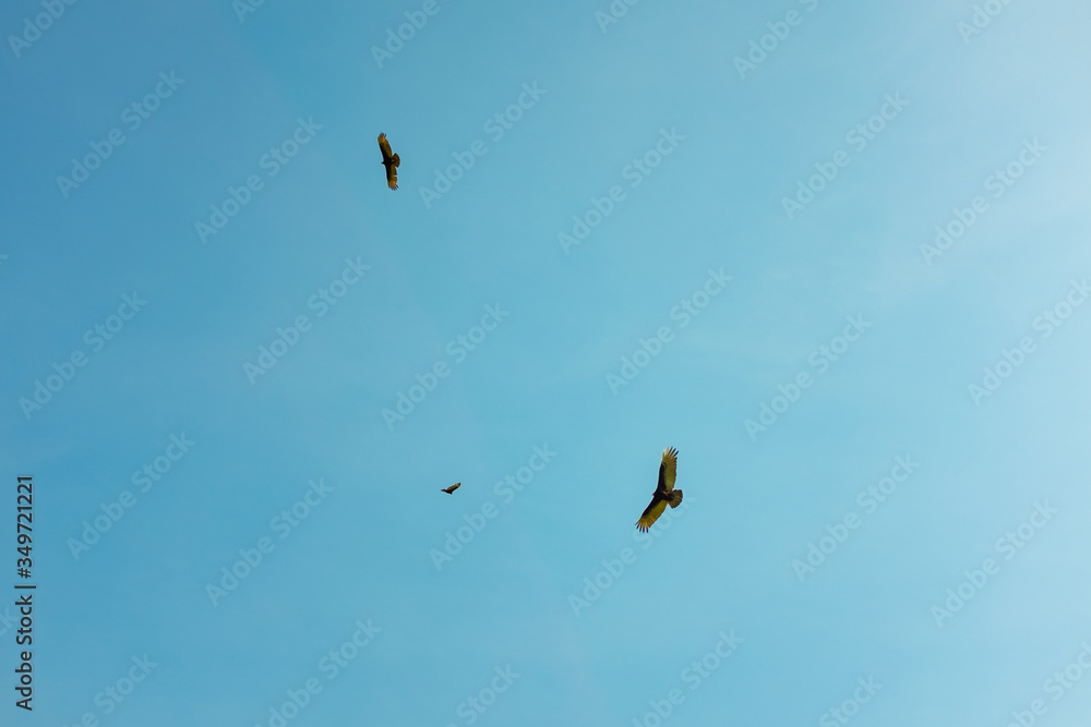 Turkey Vultures  (Cathartes aura) Flying in Circle in Clear Blue Sky in the Choro Road, La Paz / Bolivia