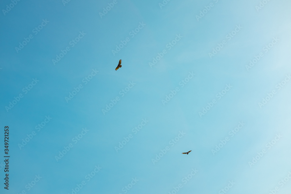 Turkey Vultures (Cathartes aura) Flying in Circle in Clear Blue Sky in the Choro Road, La Paz / Bolivia Turkey Vultures (Cathartes aura) Flying in Circle in Clear Blue Sky in the Choro Road, La Paz / Bolivia