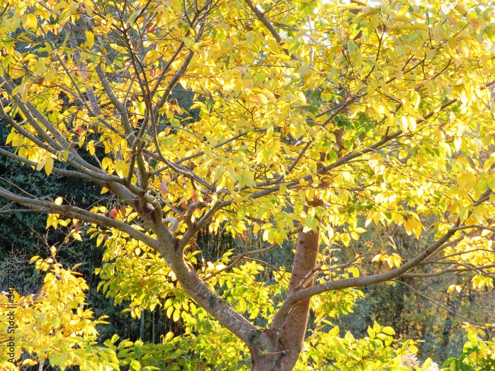 日本の田舎の風景　11月　夕陽に染まる山の木々　黄葉