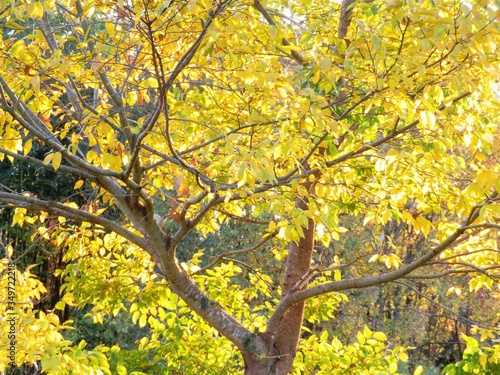 日本の田舎の風景 11月 夕陽に染まる山の木々 黄葉