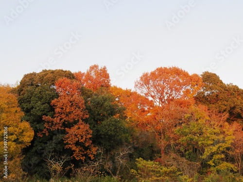 日本の田舎の風景　11月　夕陽に染まる山の木々