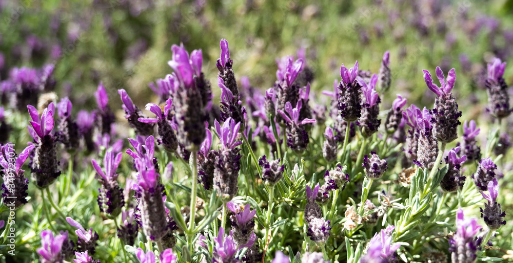 Fototapeta premium Lavender and Bees