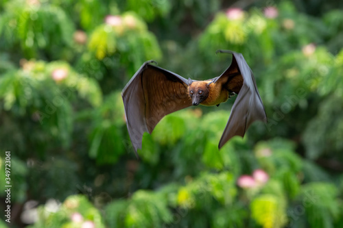 Bat flying in the natural forest , Lyle's flying fox