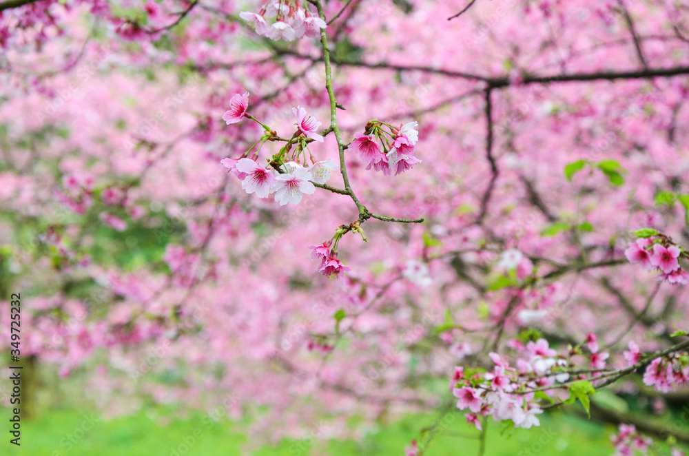 Cherry blossoms in the park. Cherry blossoms in the park.