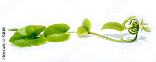 Tinospora cordifolia, heart-leaved moonseed, giloye herbal plant photo