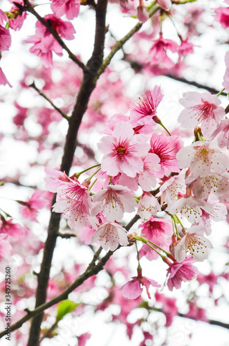 Cherry blossoms in the park.