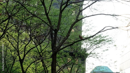 City pigeons sits on park tree and flies away.