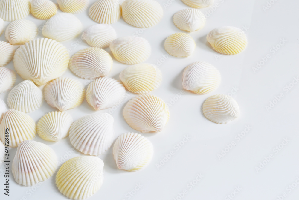 夏に海岸で拾った個性的な貝殻