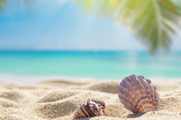  Sunny tropical beach, summer holidays vacation, Caribbean beach with turquoise water background, seashells in sand, palm tree on the beach